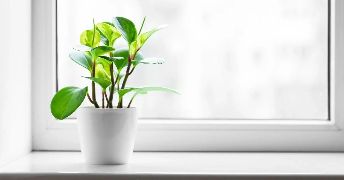 Plant in white pot next to a window